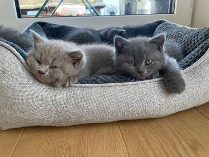 Zauberhafte BKH Kitten