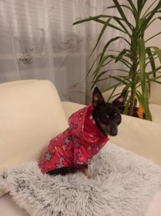Zwergpinscher