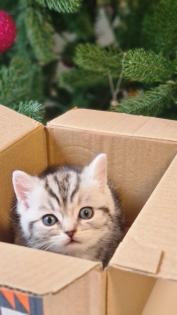 BKH Britisch Kurzhaar Kitten silber tabby Whiskas mit Stammbaum