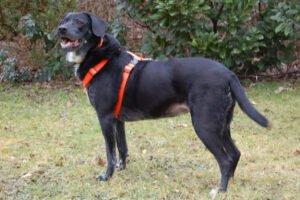 GRACIELLA - weiblich 8 Jahre 52 cm 25 kg Labrador-Mix Gechipt Kastriert