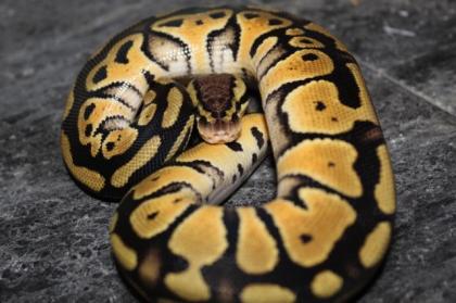 1. 1 Pastel 100 GS 50 Het Clown