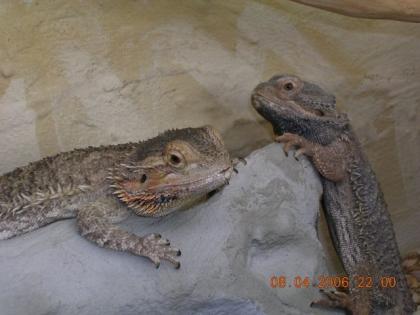 Gebe mein Bartagamenpärchen komplett mit Terrarium und Zubehör ab