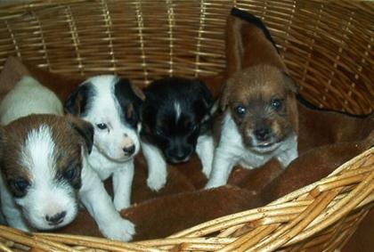 Jack Russell Welpen-Rauhaar und niederläufig-