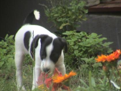 3 wunderschöne Jack Russel Welpen zu vergeben