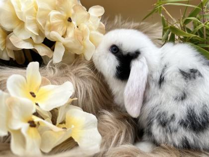 Minilop-Zwergwidder-Mini Lop-Zwergkaninchen-Tierversand möglich