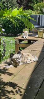 Chihuahua Welpen suchen ein liebevolles Zuhause