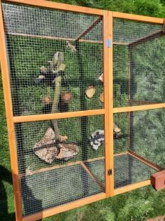 Zwergbartagamen mit Terrarium, Aussengehege und Zubehör