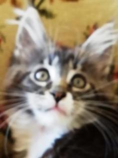 Maine Coon Kittenmädchen mit Stammbaum abgabebereit