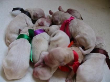Golden Retriever Welpen- Unser A-Wurf ist geboren