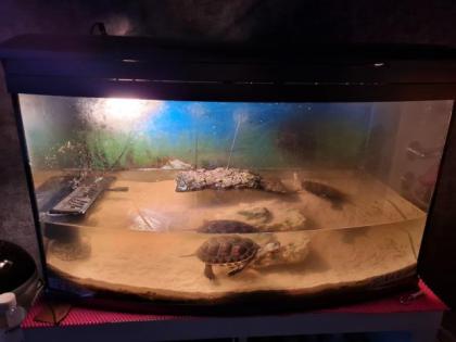 2 Wasserschildkröten Gelbwangen mit Zubehör