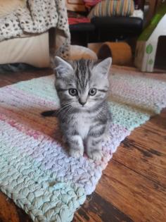 Zauberhafter kleiner BKH Kater mit Ahnentafel, geimpft, entwurmt, gechipt, kastriert, aus HCM