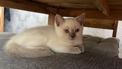 Bkh kitten Weibchen Abgabe bereit
