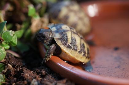 Testudo hermanni boettgeri NZ 2023 griechische Landschildkröte