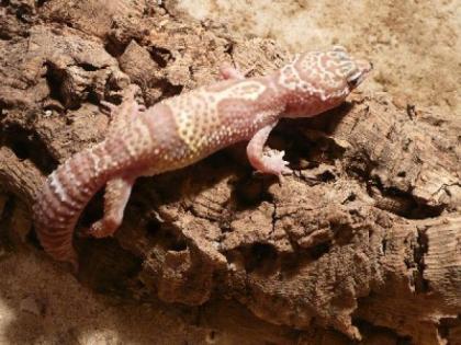 Mack Snow Tremper Albino von 07 abzugeben