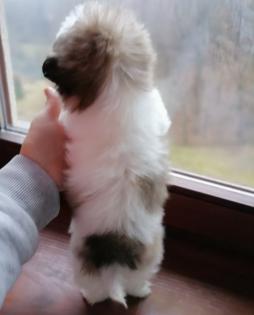Shih tzu Welpe Meggie ist noch zum haben