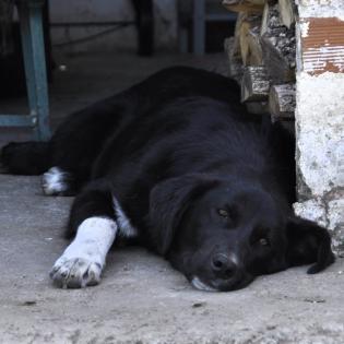 Blackie / Status sucht ein Zuhause