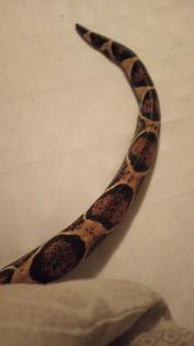 Boa constrictor imperator