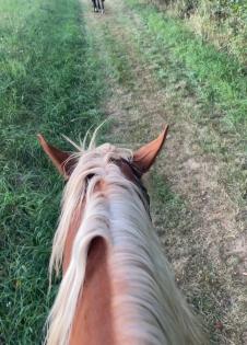 Reitbeteiligung an schwerem Warmblut