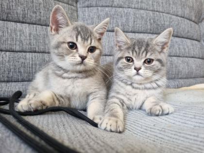 BKH Kitten abholbereit