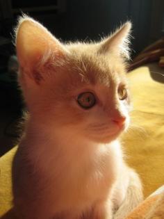 Katzenbaby Weiblich