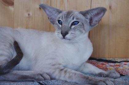 Siam/OKH Kater blue-point tabby mit Stammbaum - Lieferung möglich