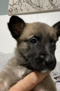 11 Süße Malinois Welpen suchen ein neues Zuhause