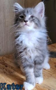 Maine Coon und BKH Katzen