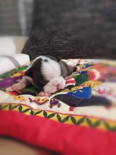 Boston Terrier Welpen