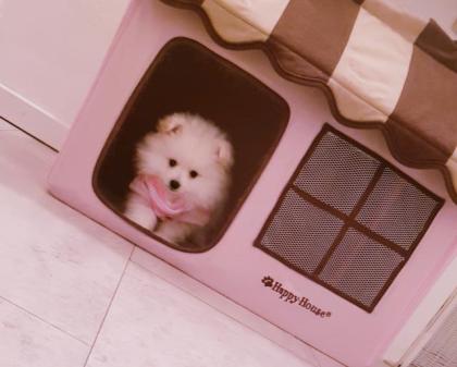 Pomeranian Zwergspitz