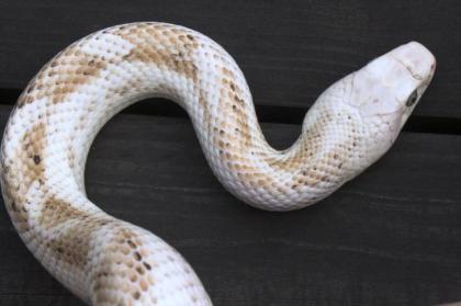 Junge ERDNATTERN White Sided zum Verkaufen
