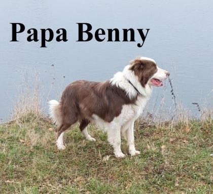 Reinrassige Border Collie Welpen mit Ahnenliste