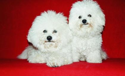 Bichon Fris Deckrüde