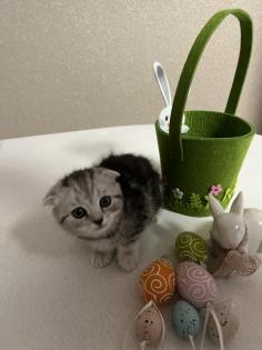 Bkh kitten Black Silver Tabby cl. Whiskas mit Stammbaum