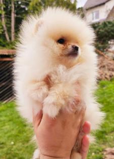 Zwergspitz/ Pomeranian