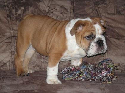 Wunderschöne Englische Bulldogge noch 1 Welpe frei