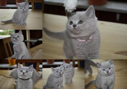 Reinrassige BKH Kitten lilac dürfen bald umziehen