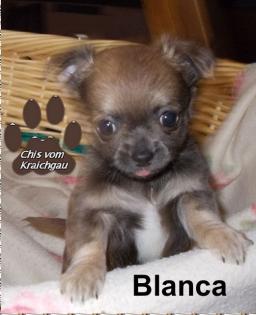 1Chihuahua Welpe Hündin, LH, mit Papiere sucht ein liebevolles zuhause