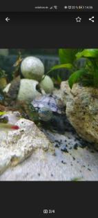 Dreikielschildkröte 1 Jahr