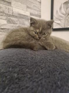 Bkh Kitten noch 2 zu haben