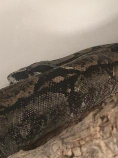 Boa Longicauda 2. 0 von Klaus Bonny mit Zertifikat mit kompletter Terrarienanlag