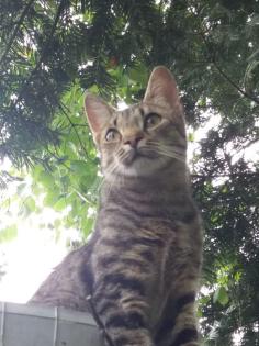 Kater verschwunden