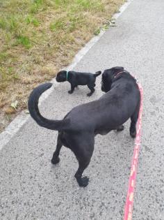 Zürich Süsse, reinrassige Cane Corso Welpen jetzt abzugeben