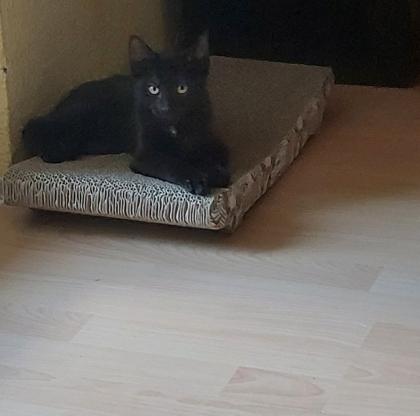 Katze sucht ein Zuhause