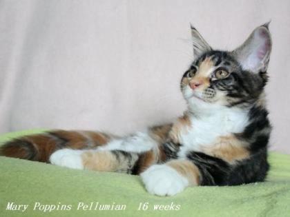Maine coon Kittens mit Stammbaum