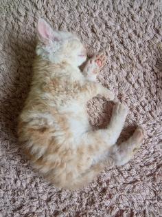 4 zuckersüße Selkirk Rex/ Main-Coon Mix Kitten