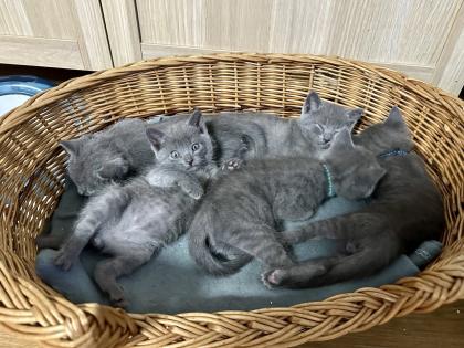 Chartreux / Kartäuser Kätzchen