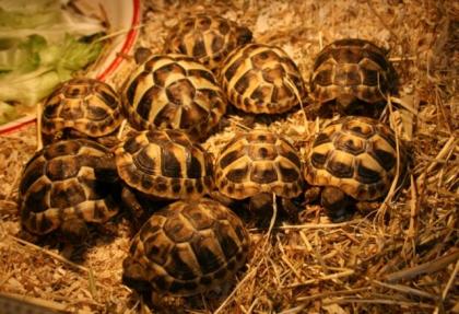 Griechische Landschildkröten