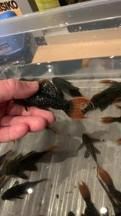 L600 nz potamotrygon cichla Diskus l46