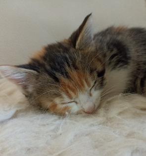 Glückskätzchen, Kleine Kätzchen, Kitten