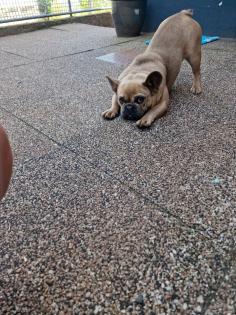 Dogge mädchen 8 Monaten